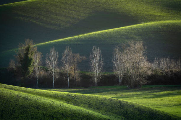 Alba tra i cipressi nella campagna di Lajatico