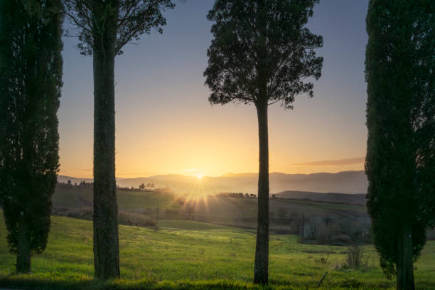 Quattro cipressi al tramonto nella campagna di Lajatico